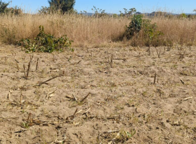 Severe drought in Malawi, Zambia and Zimbabwe